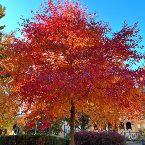 Meet your Posher, Connie - Picture 1 of 1